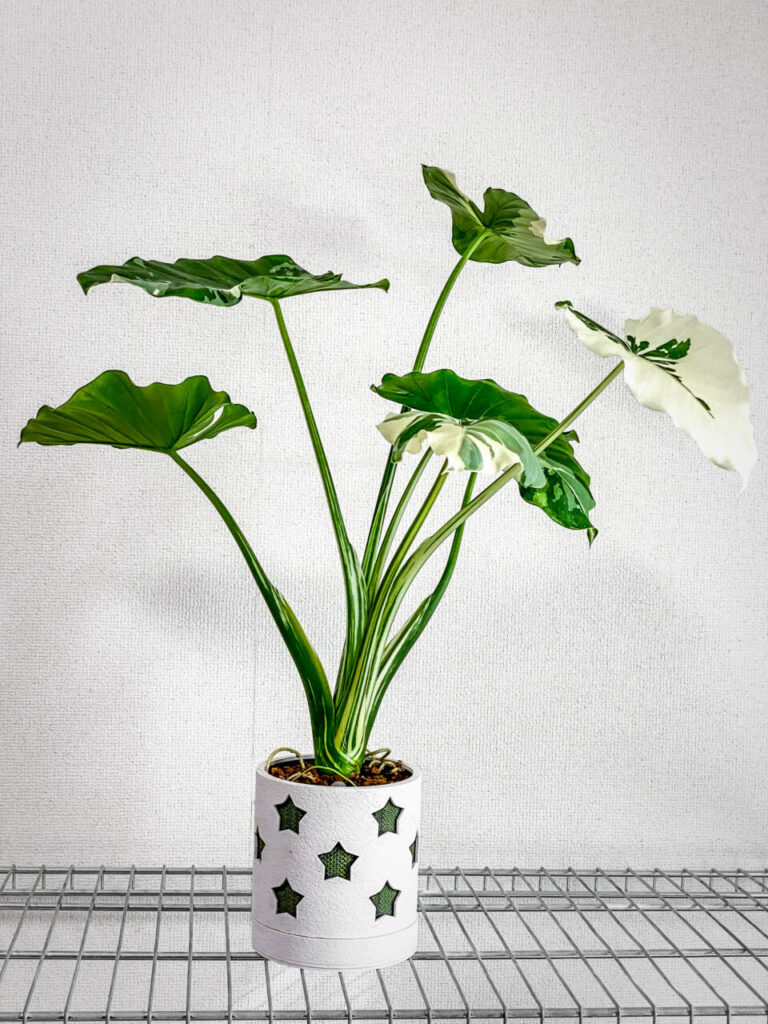 アロカシア・オドラ’オキナワシルバー’