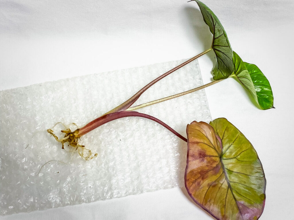 アロカシア・’セレンディピティピンクバリエガータ’