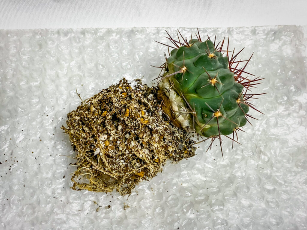 ギムノカリキウム・プロチャズキアナム…？？