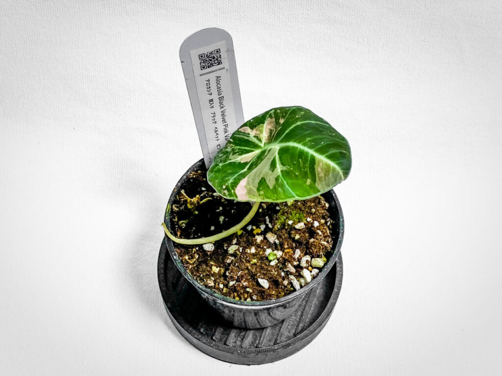 ミニボタ購入品：アロカシア・レギヌア’ブラックベルベッドピンクバリエガータ’