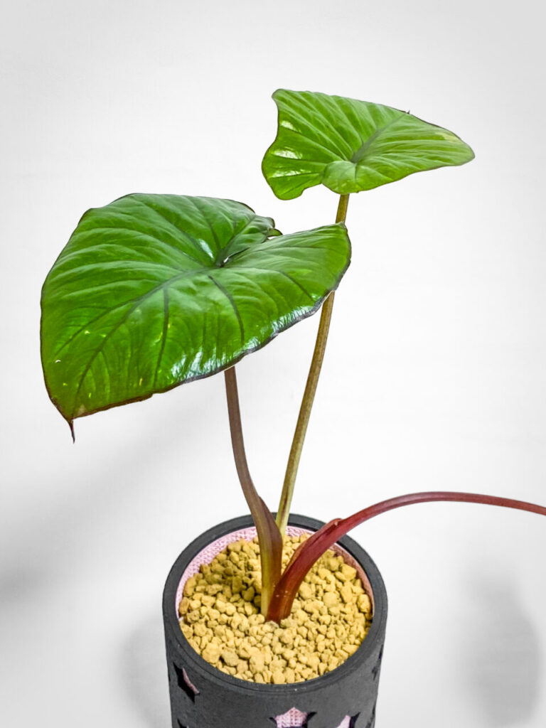 アロカシア・’セレンディピティピンクバリエガータ’