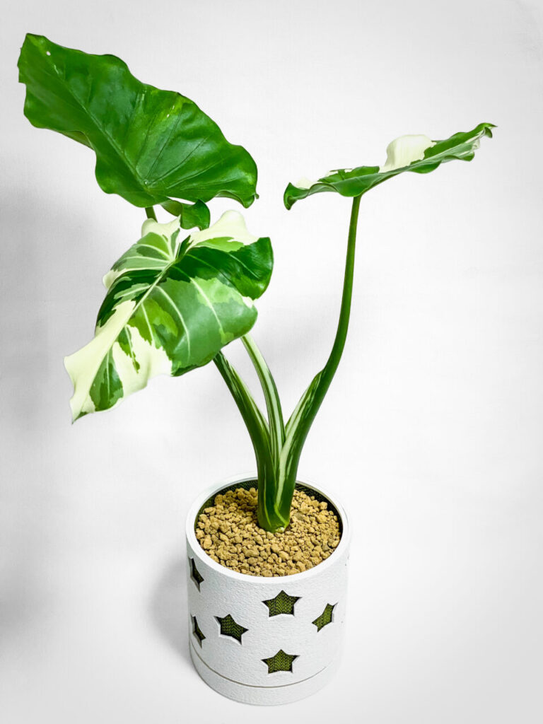 アロカシア・オドラ’オキナワシルバー’