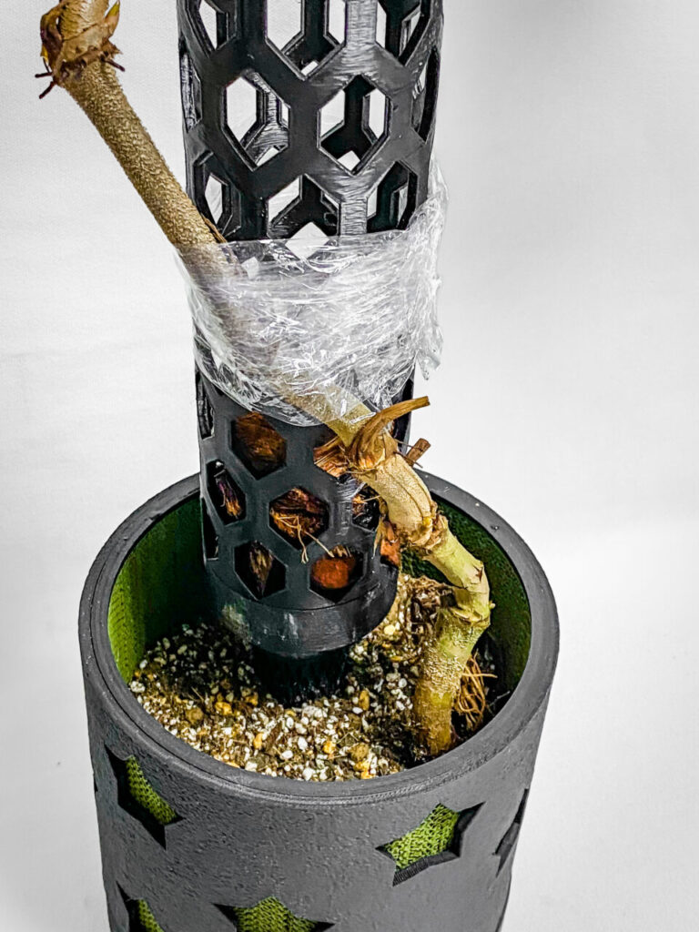 フィロデンドロン・ベルコーサム’ハミングバード’