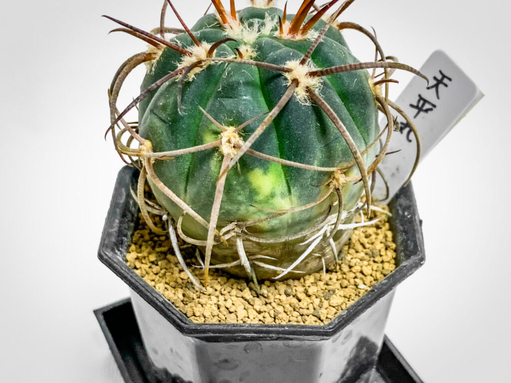 ギムノカリキウム・天平丸錦