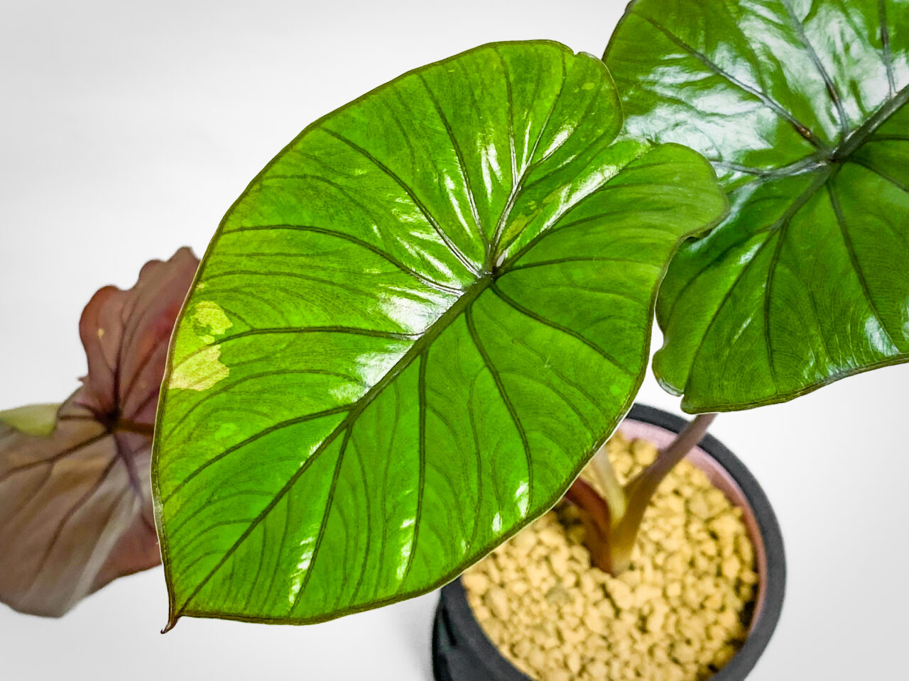 アロカシア・’セレンディピティピンクバリエガータ’