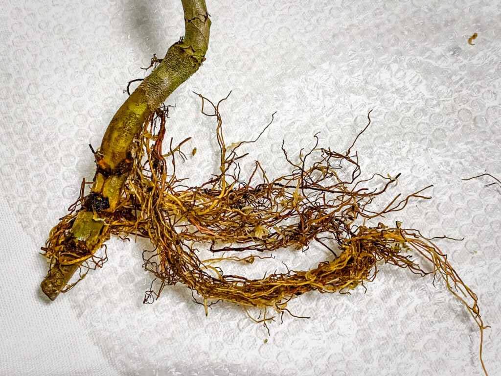 フィロデンドロン・ベルコーサム’ハミングバード’