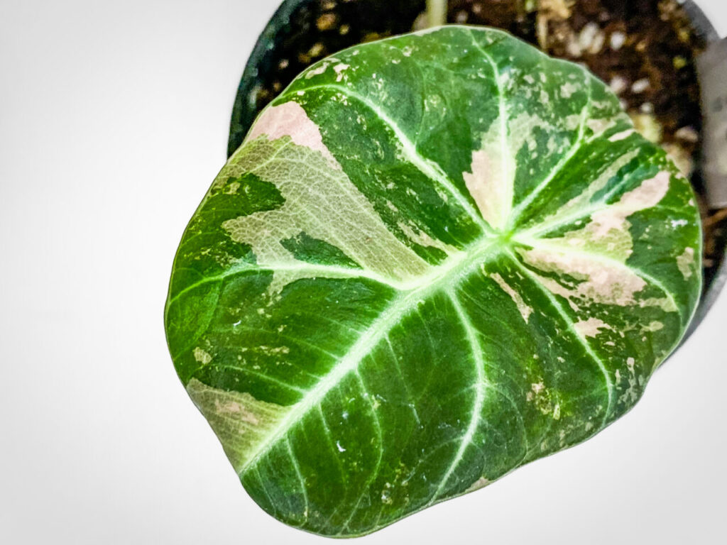 ミニボタ購入品：アロカシア・レギヌア’ブラックベルベッドピンクバリエガータ’