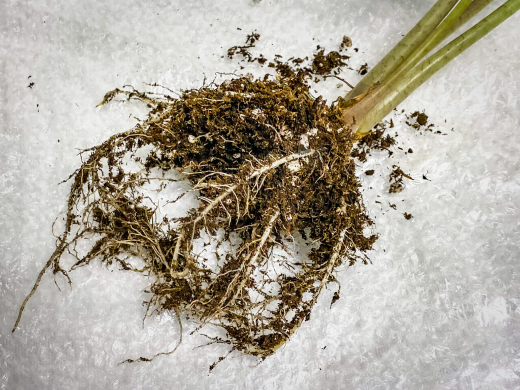 アロカシア・’ロコ’