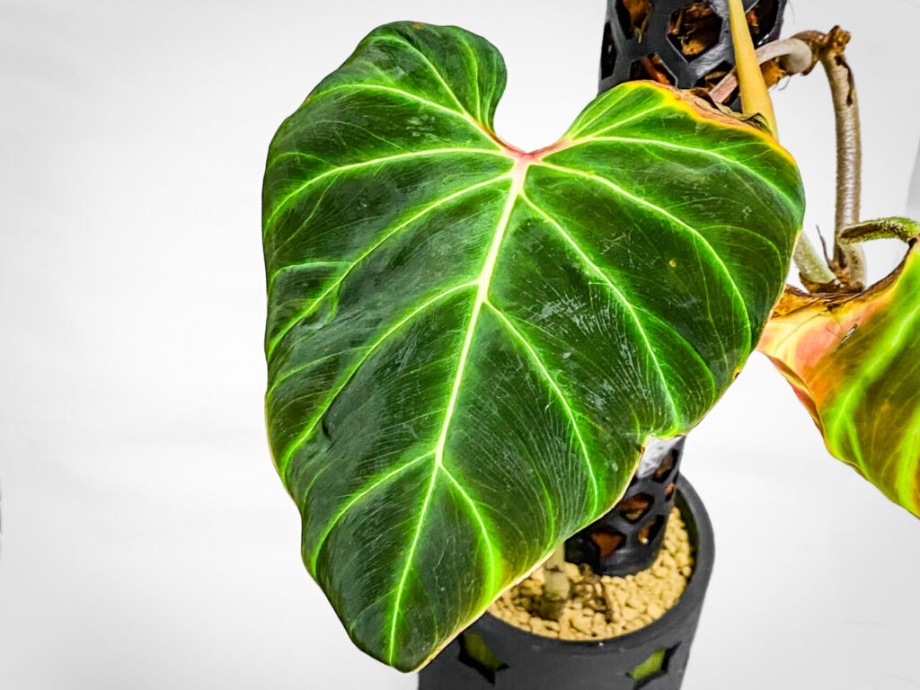 フィロデンドロン・ベルコーサム’ハミングバード’