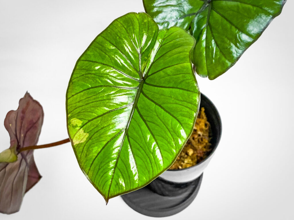 アロカシア・’セレンディピティピンクバリエガータ’