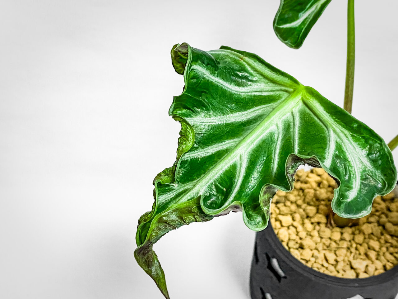 アロカシア・’ロコ’