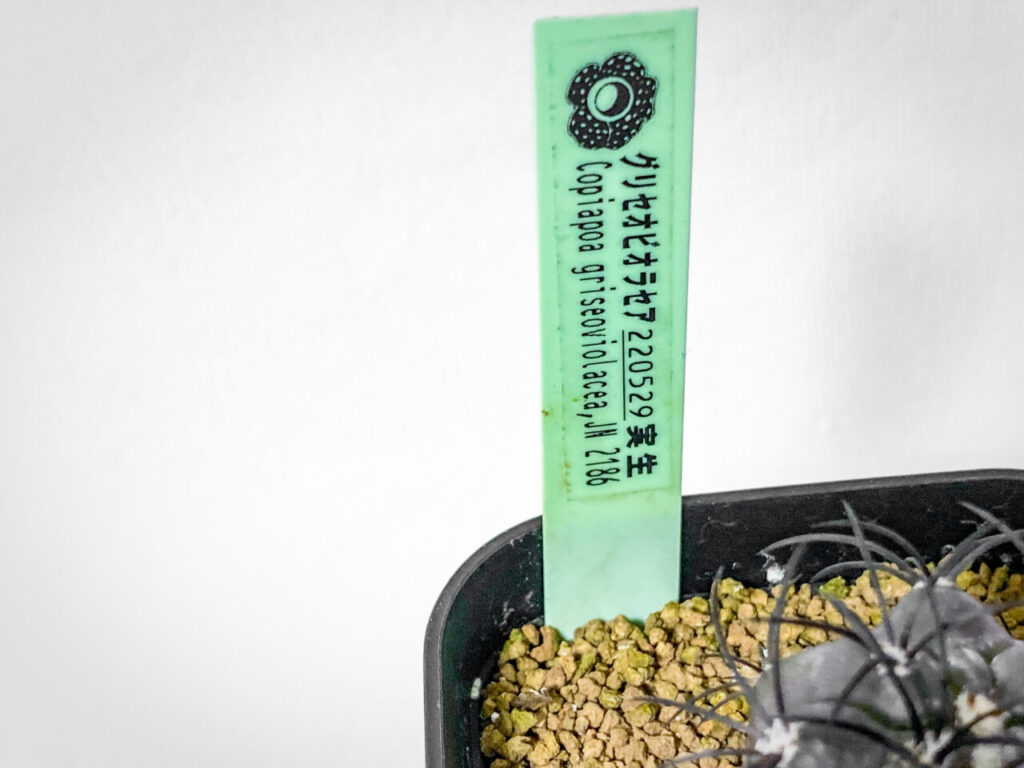 プチ草乱祭購入品：コピアポア・グリセオビオラセア