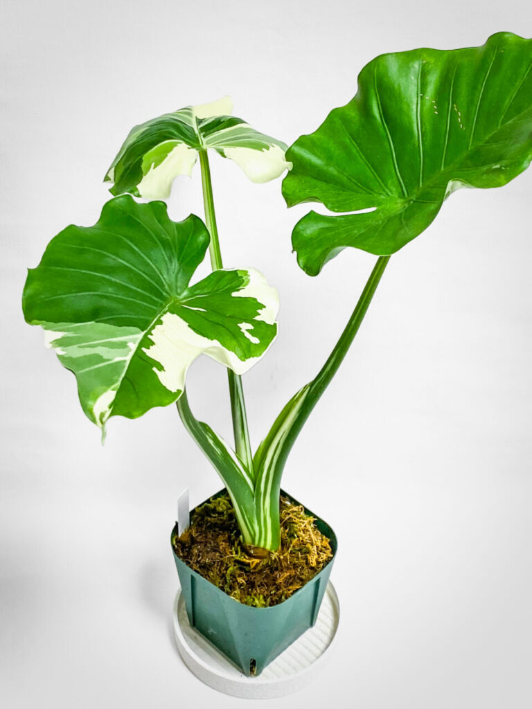 アロカシア・オドラ’オキナワシルバー’