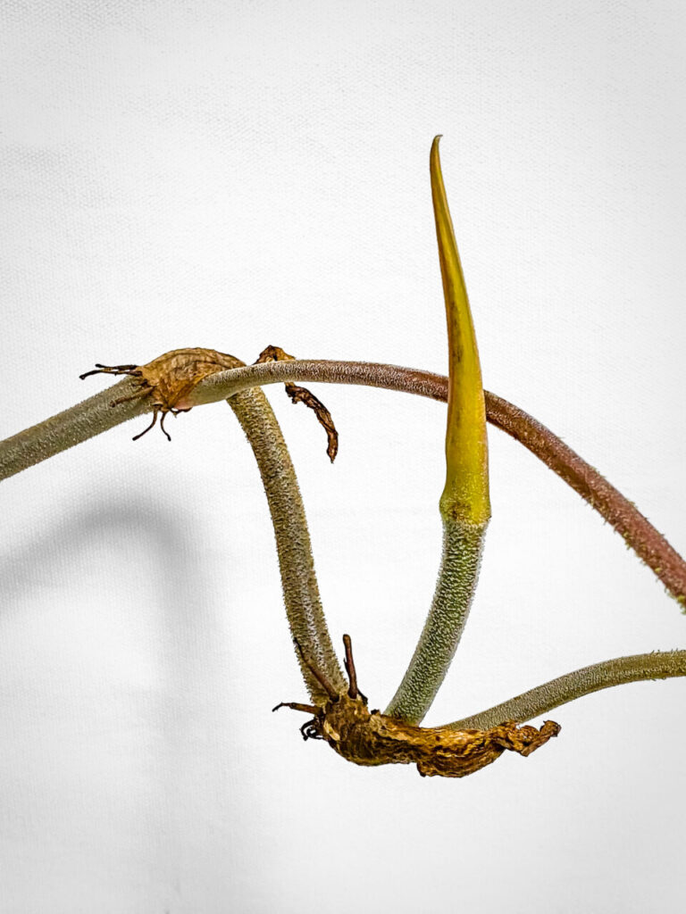 フィロデンドロン・ベルコーサム’ハミングバード’