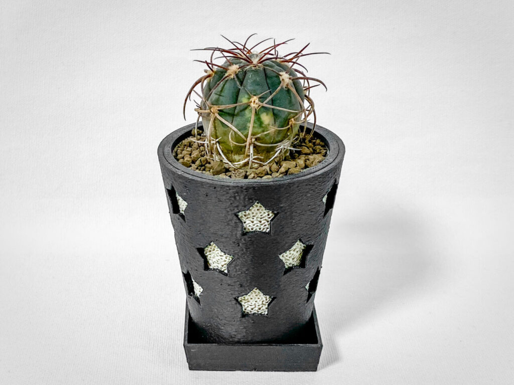 ギムノカリキウム・天平丸錦