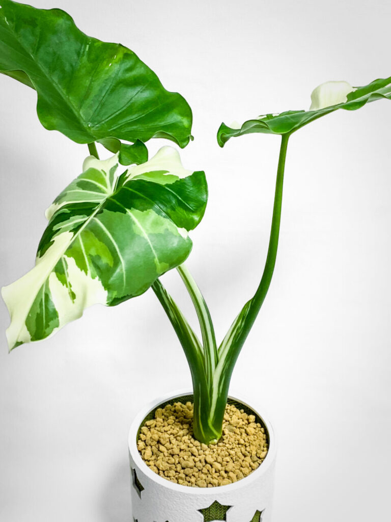 アロカシア・オドラ’オキナワシルバー’