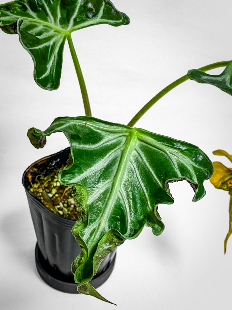 アロカシア・’ロコ’