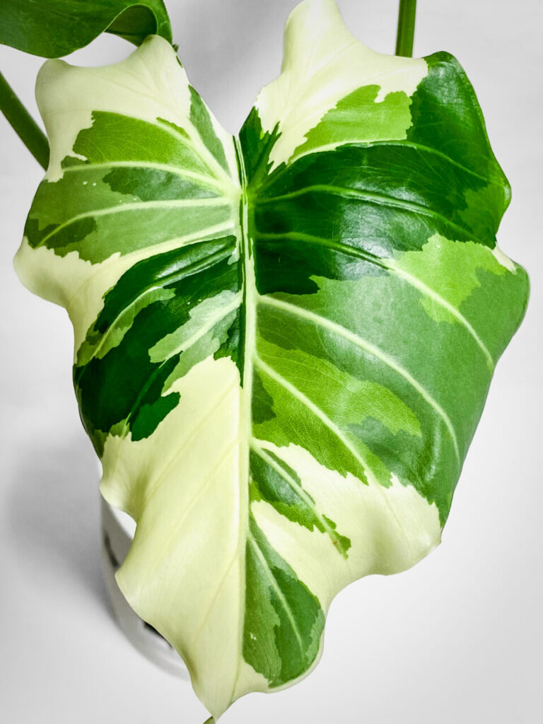 アロカシア・オドラ’オキナワシルバー’
