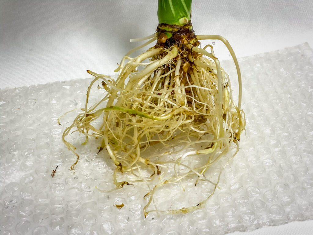 アロカシア・オドラ’オキナワシルバー’