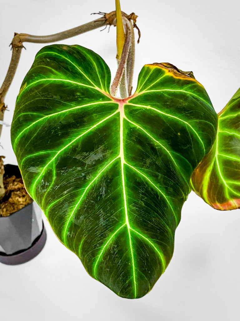 フィロデンドロン・ベルコーサム’ハミングバード’