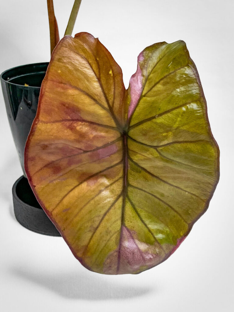 アロカシア・’セレンディピティピンクバリエガータ’