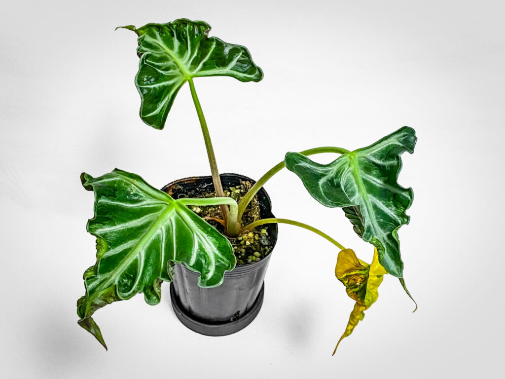 アロカシア・’ロコ’