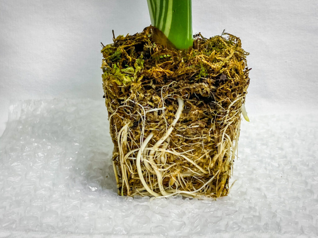 アロカシア・オドラ’オキナワシルバー’