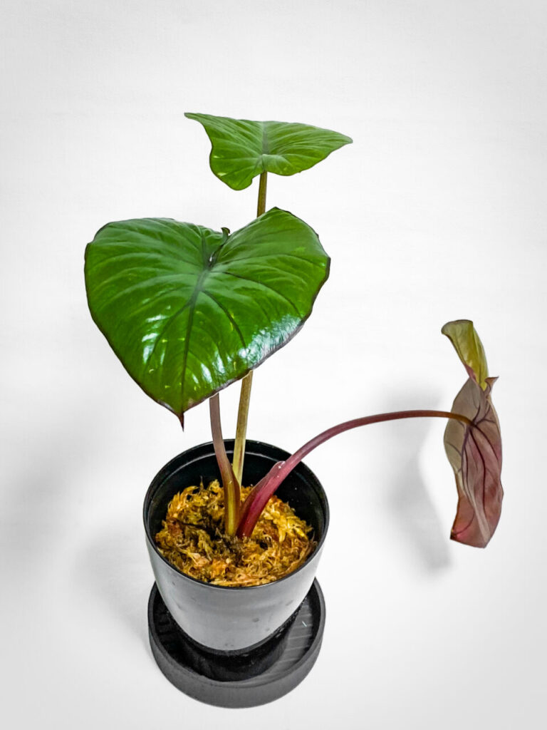 アロカシア・’セレンディピティピンクバリエガータ’