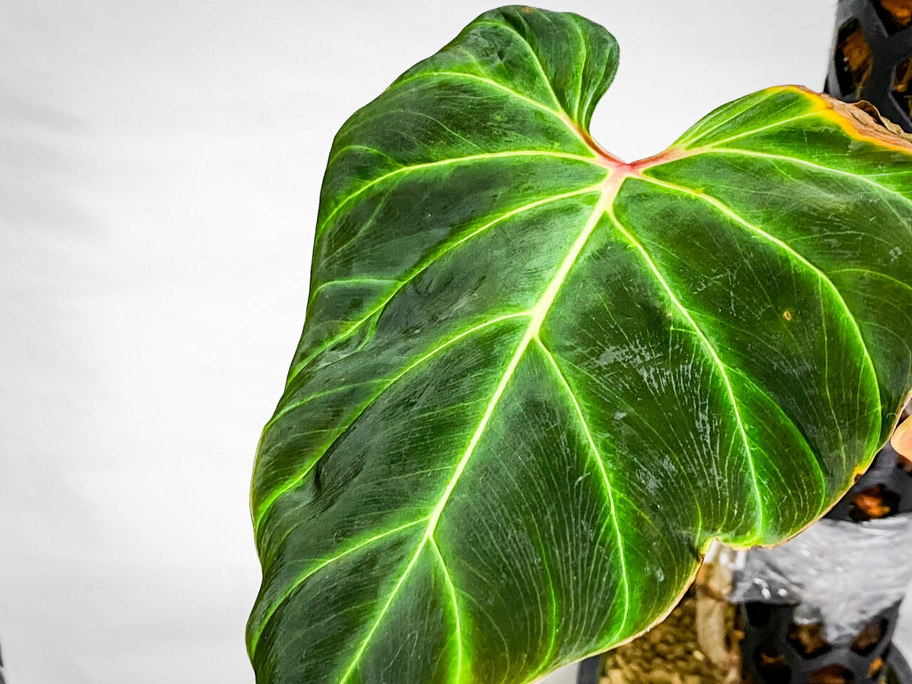 フィロデンドロン・ベルコーサム’ハミングバード’