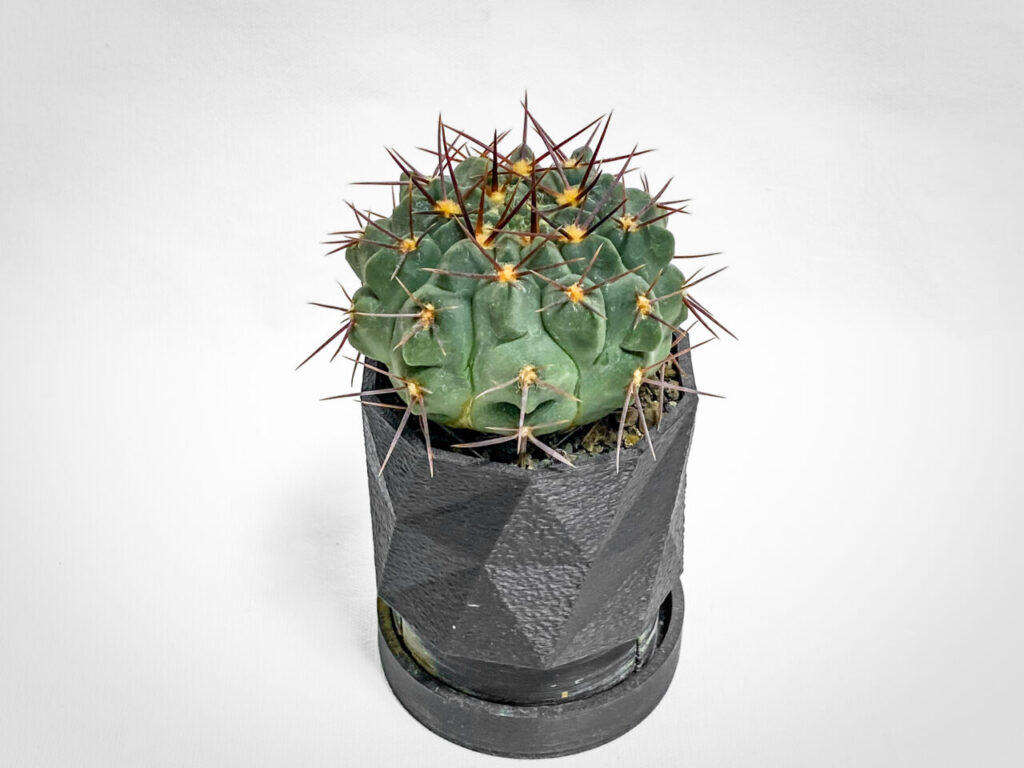 ギムノカリキウム・プロチャズキアナム…？？