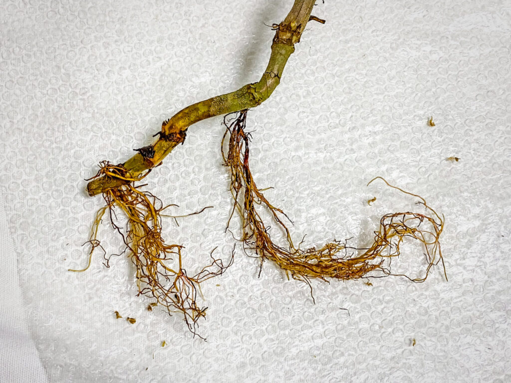 フィロデンドロン・ベルコーサム’ハミングバード’