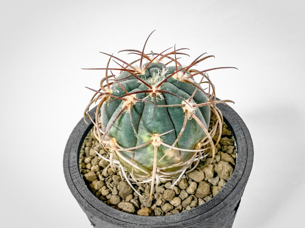 ギムノカリキウム・天平丸錦