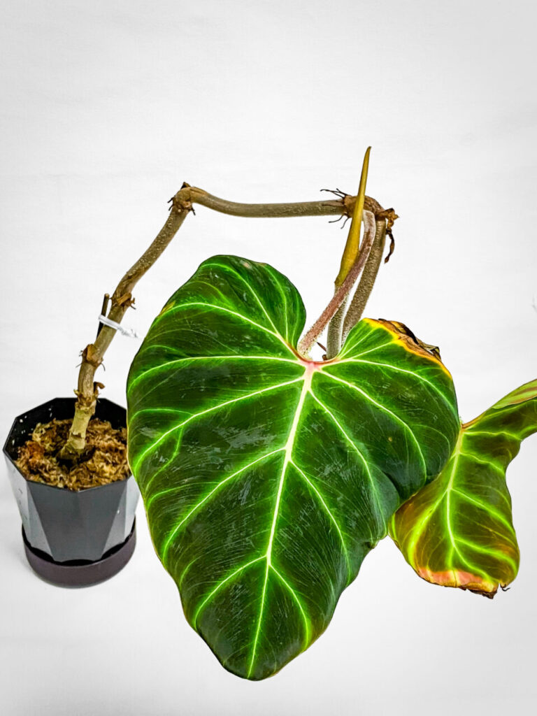 フィロデンドロン・ベルコーサム’ハミングバード’