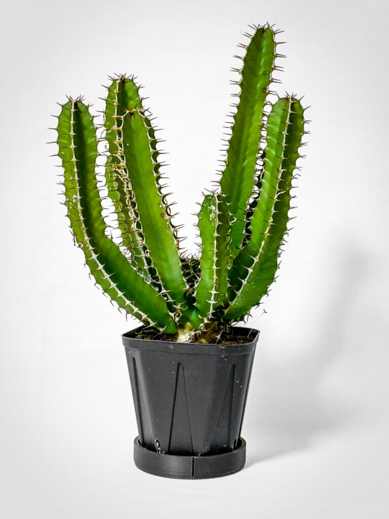 プチ草乱祭購入品：ユーフォルビア・ムランジーナ