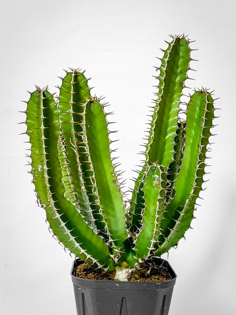 プチ草乱祭購入品：ユーフォルビア・ムランジーナ