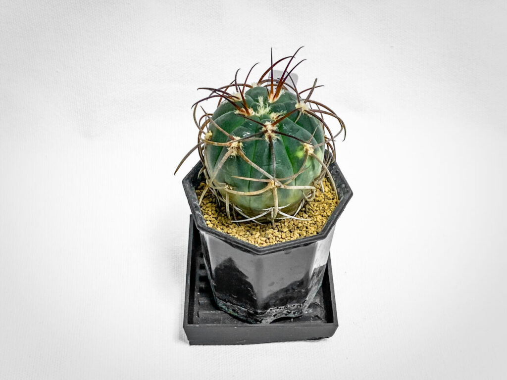 ギムノカリキウム・天平丸錦