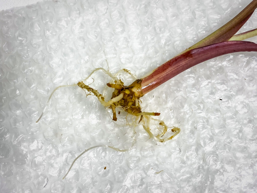 アロカシア・’セレンディピティピンクバリエガータ’