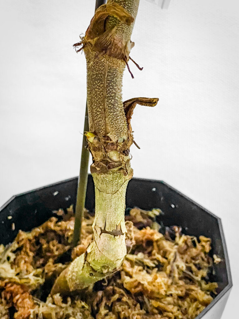 フィロデンドロン・ベルコーサム’ハミングバード’