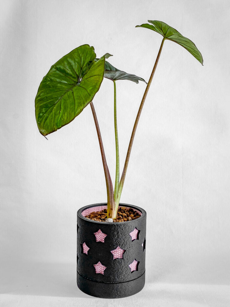 アロカシア・’セレンディピティピンクバリエガータ’