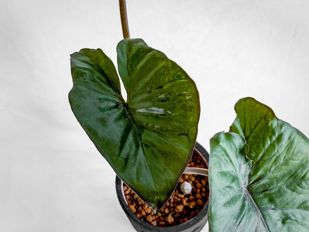 アロカシア・’セレンディピティピンクバリエガータ’