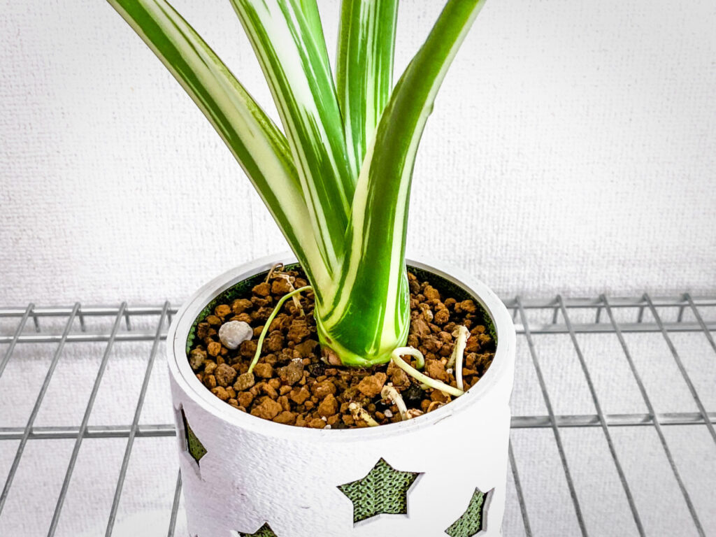 アロカシア・オドラ’オキナワシルバー’