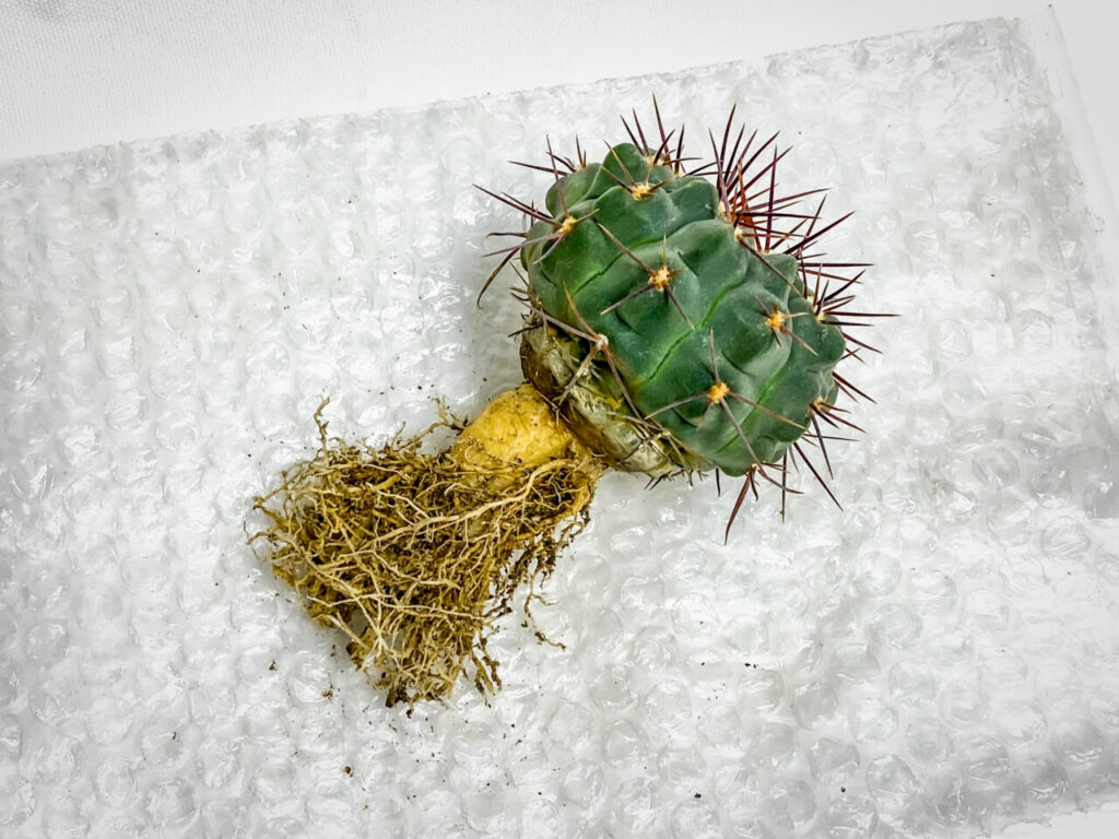 ギムノカリキウム・プロチャズキアナム…？？