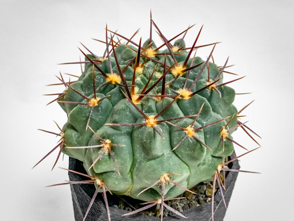 ギムノカリキウム・プロチャズキアナム…？？