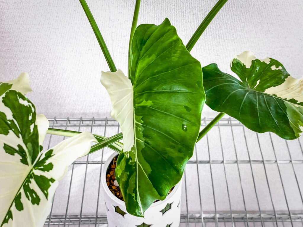 アロカシア・オドラ’オキナワシルバー’