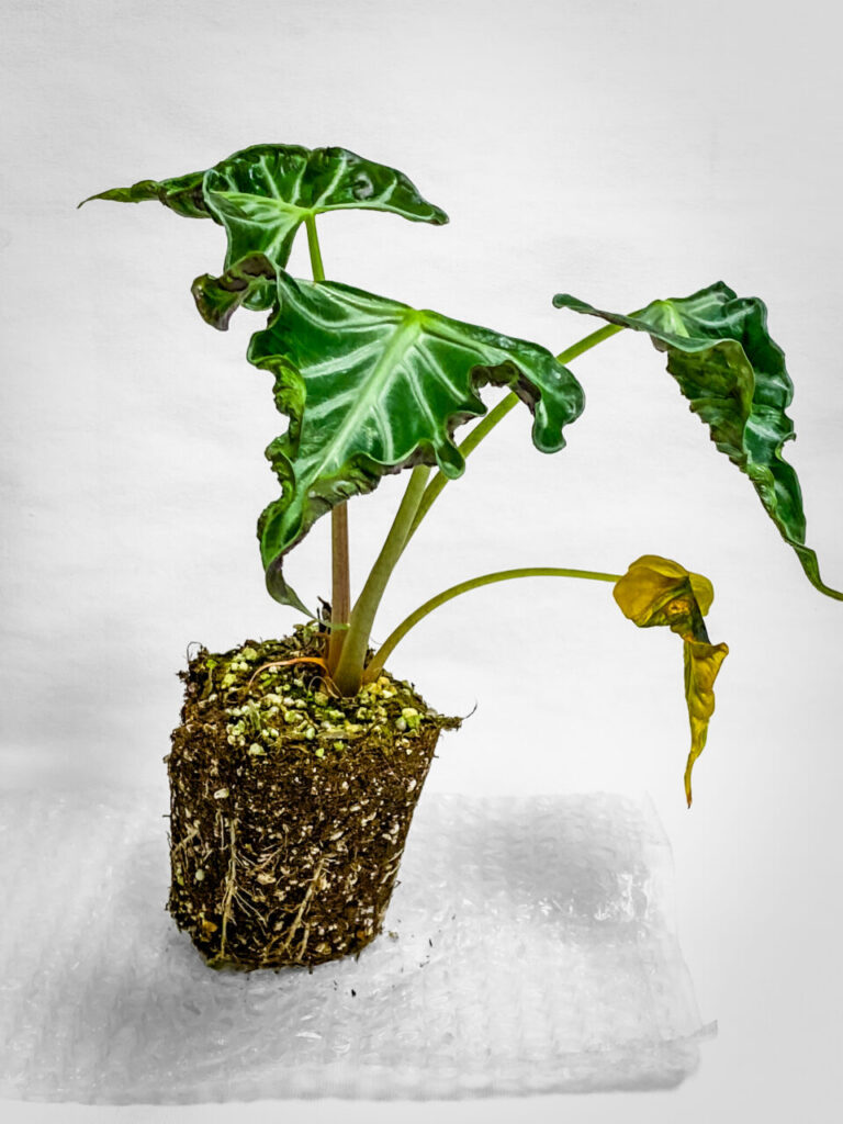 アロカシア・’ロコ’