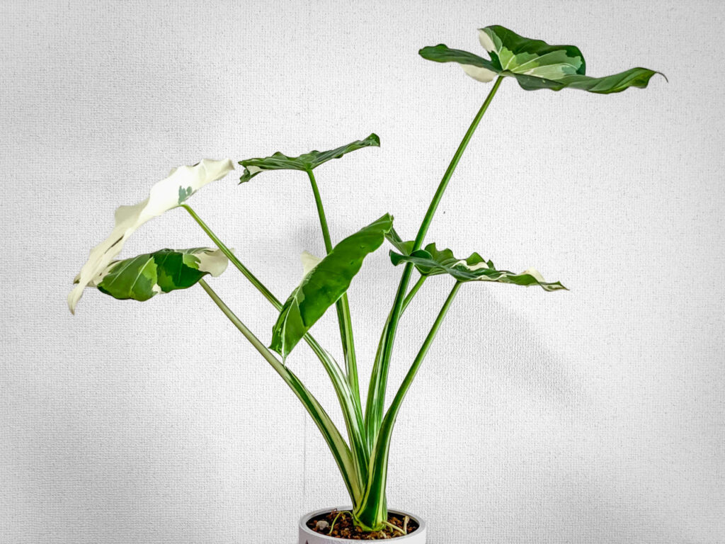 アロカシア・オドラ’オキナワシルバー’