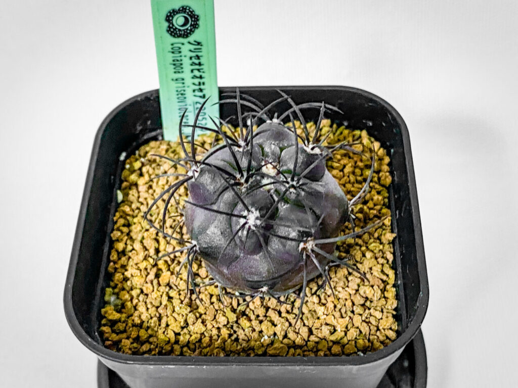 プチ草乱祭購入品：コピアポア・グリセオビオラセア