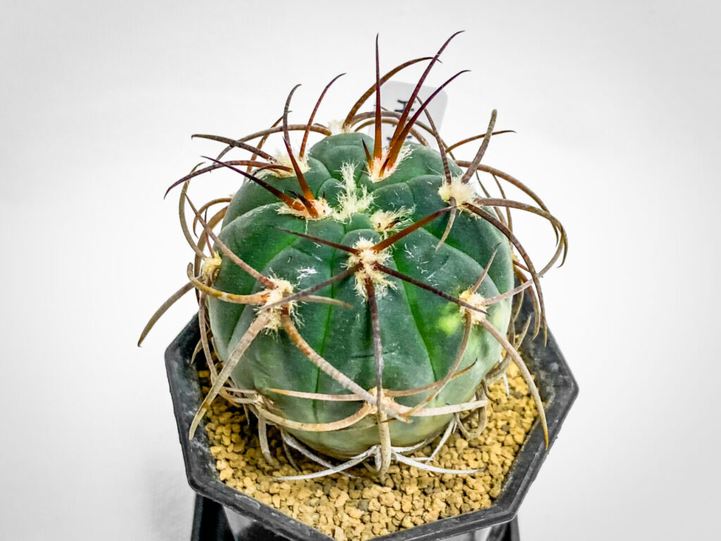 ギムノカリキウム・天平丸錦