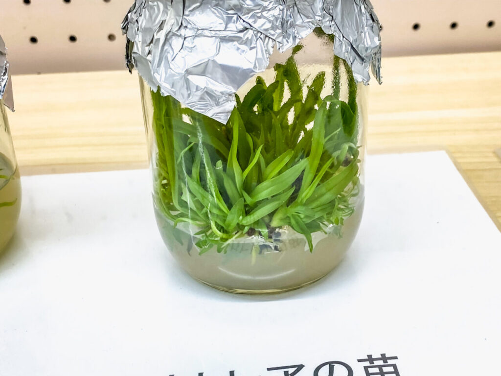 第52回埼玉洋らん展