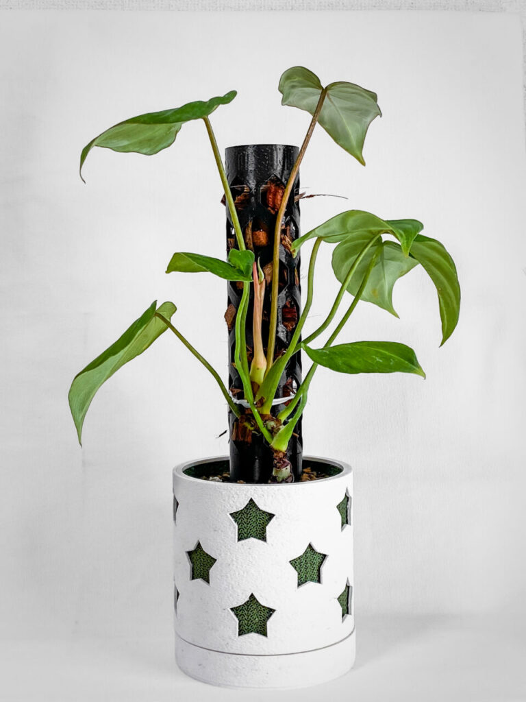 フィロデンドロン・グロリオーサム